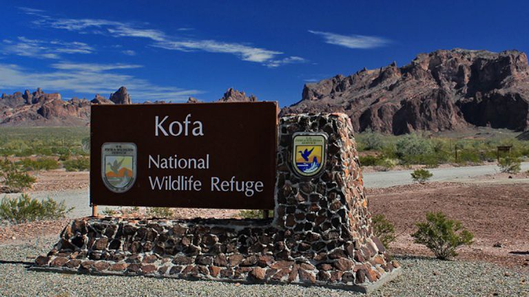 Discover KOFA: an amazing local gem